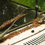 remove windshield oil film